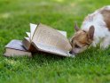 Chinese Crested Welpe mit Büchern