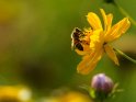 Dieses Motiv befindet sich seit dem 27. Juli 2023 in der Kategorie Bienen & Hummeln.