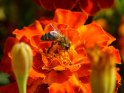 Biene auf einer Tagetesblüte