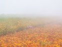 Tagetesfeld im Nebel