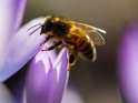 Dieses Bild wurde am 26.02.2022 fotografiert und am 28.03.2022 in der Kategorie Bienen & Hummeln veröffentlicht.