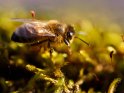 Dieses Bild wurde am 26.02.2022 fotografiert und am 05.03.2022 in der Kategorie Bienen & Hummeln veröffentlicht.