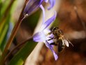 Biene an einer Sternhyazinthe