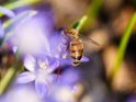 Biene an einer Sternhyazinthe 
 
Dieses Motiv ist am 21.02.2024 neu in die Kategorie Bienen & Hummeln aufgenommen worden.