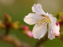 Dieses Motiv findet sich seit dem 30. Mai 2023 in der Kategorie Kirschblüten.