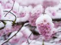 Japanische Kirsche im Schnee 
 
Dieses Motiv befindet sich seit dem 22. Mrz 2024 in der Kategorie Kirschblten.