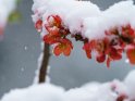 Zierquittenblüten im Schnee