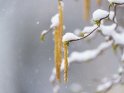 Korkenzieherhaselblüten im Schnee