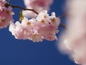 Dieses Motiv findet sich seit dem 31. März 2023 in der Kategorie Kirschblüten.