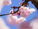 Dieses Motiv befindet sich seit dem 25. März 2023 in der Kategorie Kirschblüten.