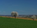 Kirschbäume mit der Stadt Göttingen am Horizont