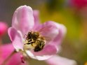 Dieses Motiv ist am 16.05.2022 neu in die Kategorie Bienen & Hummeln aufgenommen worden.