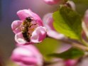 Dieses Bild wurde am 19.04.2022 fotografiert und am 20.04.2023 in der Kategorie Bienen & Hummeln verffentlicht.