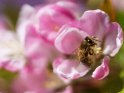 Dieses Motiv ist am 14.05.2022 neu in die Kategorie Bienen & Hummeln aufgenommen worden.