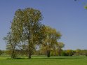 Bäume im Norden Niedersachsens 
 
Dieses Motiv ist am 12.05.2022 neu in die Kategorie Frühlingslandschaften aufgenommen worden.