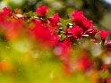 Rhododendron 
 
Dieses Motiv ist am 16.06.2022 neu in die Kategorie Frühlingsblüten aufgenommen worden.