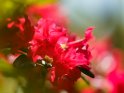 Rhododendron 
 
Dieses Motiv ist am 12.05.2022 neu in die Kategorie Frühlingsblüten aufgenommen worden.