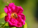 Biene auf einer Rose 
 
Dieses Motiv ist am 15.11.2023 neu in die Kategorie Bienen & Hummeln aufgenommen worden.