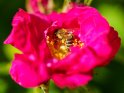 Biene auf einer Rose 
 
Dieses Motiv ist am 15.05.2023 neu in die Kategorie Bienen & Hummeln aufgenommen worden.