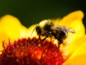 Hummel auf einer Kokardenblume 
 
Dieses Motiv ist am 26.05.2023 neu in die Kategorie Bienen & Hummeln aufgenommen worden.