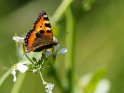 Kleiner Fuchs 
 
Dieses Motiv ist am 20.06.2022 neu in die Kategorie Schmetterlinge aufgenommen worden.