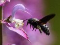 Fliegende Holzbiene an einer Muskatellersalbeiblüte