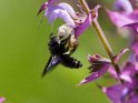Holzbiene an einer Muskatellersalbeiblüte 
 
Dieses Kartenmotiv wurde am 30. Juni 2022 neu in die Kategorie Bienen & Hummeln aufgenommen.