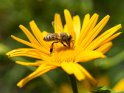 Dieses Motiv ist am 03.06.2023 neu in die Kategorie Bienen & Hummeln aufgenommen worden.