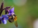 Dieses Motiv finden Sie seit dem 26. April 2023 in der Kategorie Bienen & Hummeln.