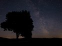 Silhouette eines Baumes mit der Milchstraße im Hintergrund.