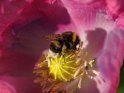 Hummel auf einer Mohnblüte 
 
Dieses Motiv ist am 20.01.2023 neu in die Kategorie Bienen & Hummeln aufgenommen worden.