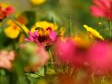 Garten-Zinnie mit einer Biene 
 
Dieses Motiv ist am 16.08.2022 neu in die Kategorie Weitere Blumen aufgenommen worden.