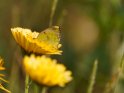 Goldene Acht oder Hufeisen-Gelbling 
 
Dieses Kartenmotiv ist seit dem 27. Juli 2022 in der Kategorie Weitere Schmetterlingsarten.