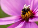 Hummel auf einer Schmuckkörbchen-Blüte 
 
Dieses Motiv wurde am 26. Juli 2022 in die Kategorie Bienen & Hummeln eingefügt.