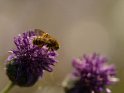 Dieses Motiv ist am 25.11.2023 neu in die Kategorie Bienen & Hummeln aufgenommen worden.