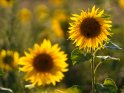 Dieses Motiv finden Sie seit dem 02. August 2022 in der Kategorie Sonnenblumen.