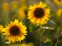 Dieses Motiv ist am 06.08.2022 neu in die Kategorie Sonnenblumen aufgenommen worden.
