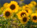 Dieses Motiv ist am 12.08.2022 neu in die Kategorie Sonnenblumen aufgenommen worden.