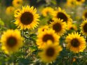 Dieses Motiv ist am 10.08.2022 neu in die Kategorie Sonnenblumen aufgenommen worden.