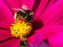 Dieses Motiv finden Sie seit dem 29. August 2023 in der Kategorie Bienen & Hummeln.