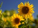Dieses Motiv ist am 16.08.2022 neu in die Kategorie Sonnenblumen aufgenommen worden.