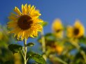 Dieses Motiv befindet sich seit dem 28. Oktober 2022 in der Kategorie Sonnenblumen.