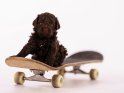 Goldendoodle Welpe auf einem Skateboard
