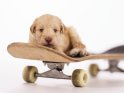 Goldendoodle Welpe auf einem Skateboard