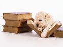 Goldendoodle Welpe mit Büchern 
 
Dieses Motiv befindet sich seit dem 27. September 2023 in der Kategorie Hunde.