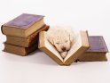 Goldendoodle Welpe mit Büchern