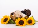 Goldendoodle Welpen mit Sonnenblumen 
 
Dieses Motiv befindet sich seit dem 27. Oktober 2022 in der Kategorie Hunde.