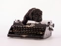 Goldendoodle Welpe auf einer alten Schreibmaschine
