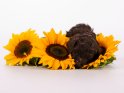 Goldendoodle Welpe auf drei Sonnenblumen
