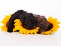 Goldendoodle Welpen schlafen auf Sonnenblumen 
 
Dieses Motiv ist am 23.01.2023 neu in die Kategorie Hunde aufgenommen worden.